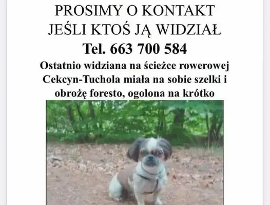 Zaginęła suczka Lusia z Cekcyna – trwają poszukiwania