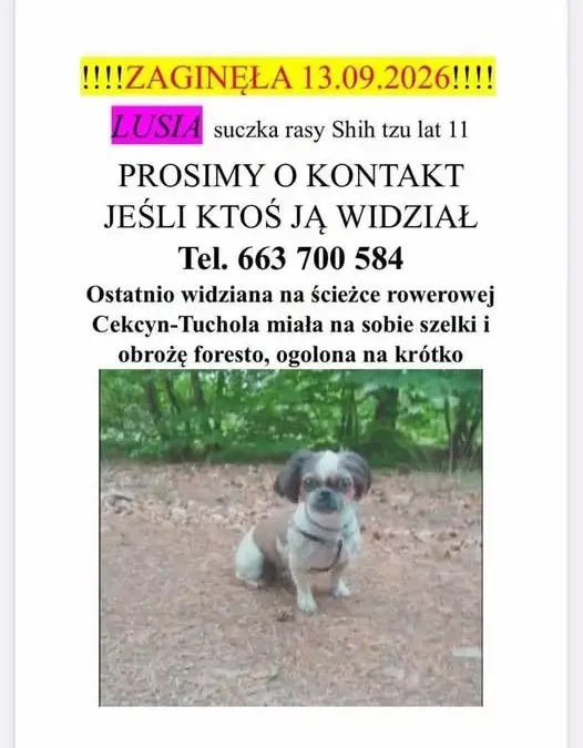 Zaginęła suczka Lusia z Cekcyna – trwają poszukiwania